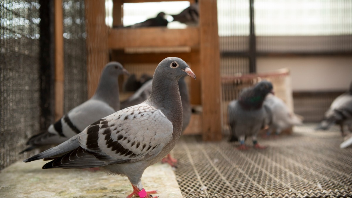 Balanced Feeding System for Racing Pigeons Pre and Post Race