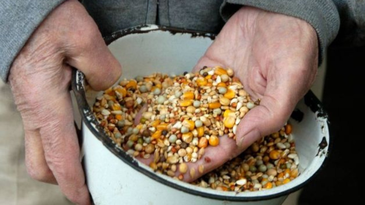 Essential Vitamins and Supplements for Healthy Pigeons