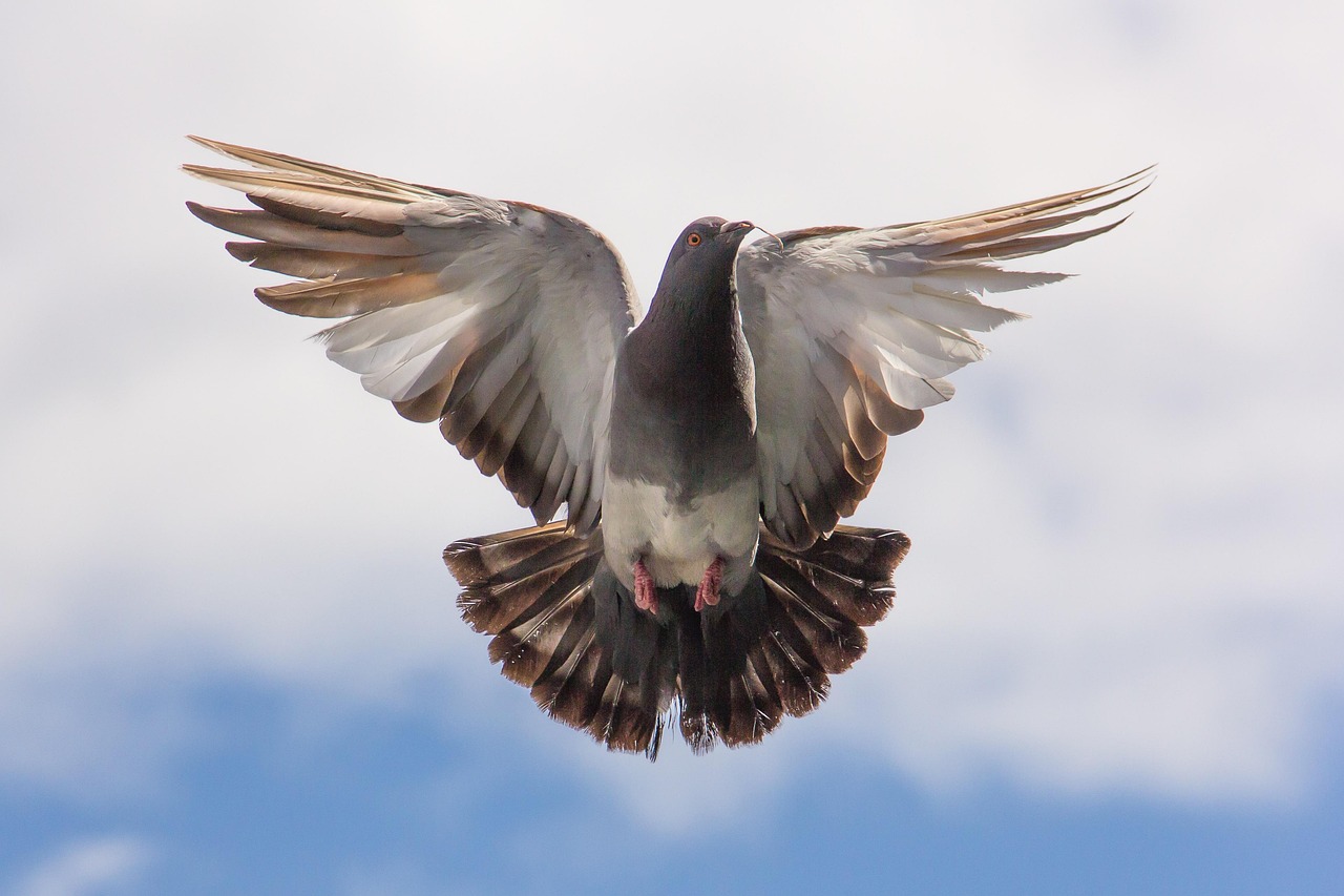 How to Write a Pigeon Sale Ad That Attracts Buyers Fast