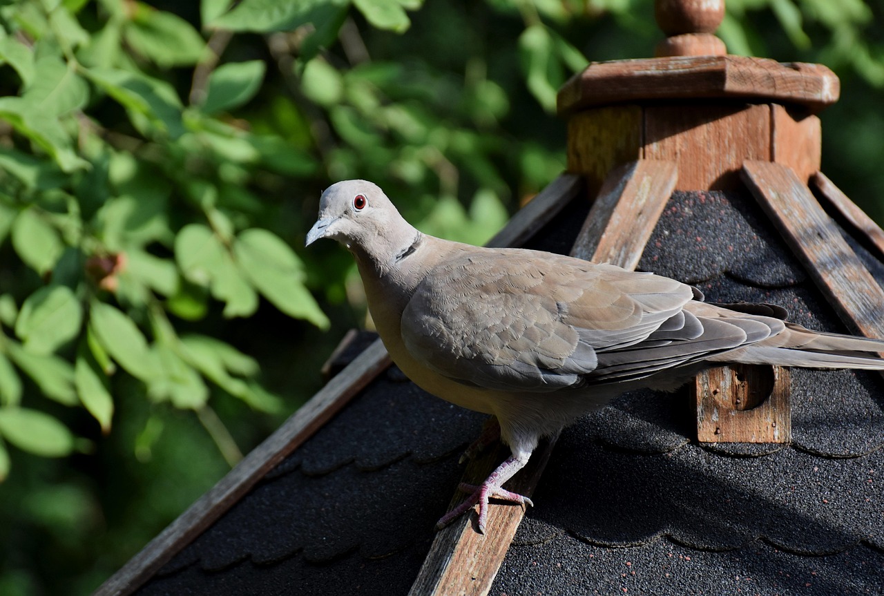 The High-Demand King Pigeon: Traits Driving Gulf Market Success