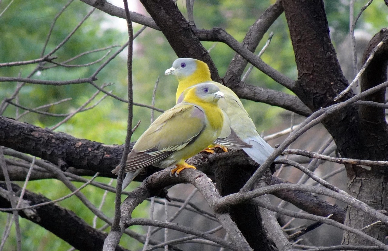 Protect Your Genetic Assets: A Guide to GPS and Insurance for Racing Pigeons