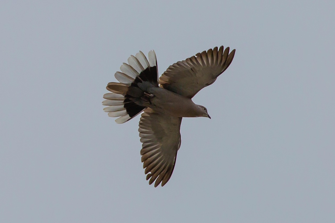 How L-Carnitine Boosts Pigeon Endurance: A Scientific Analysis