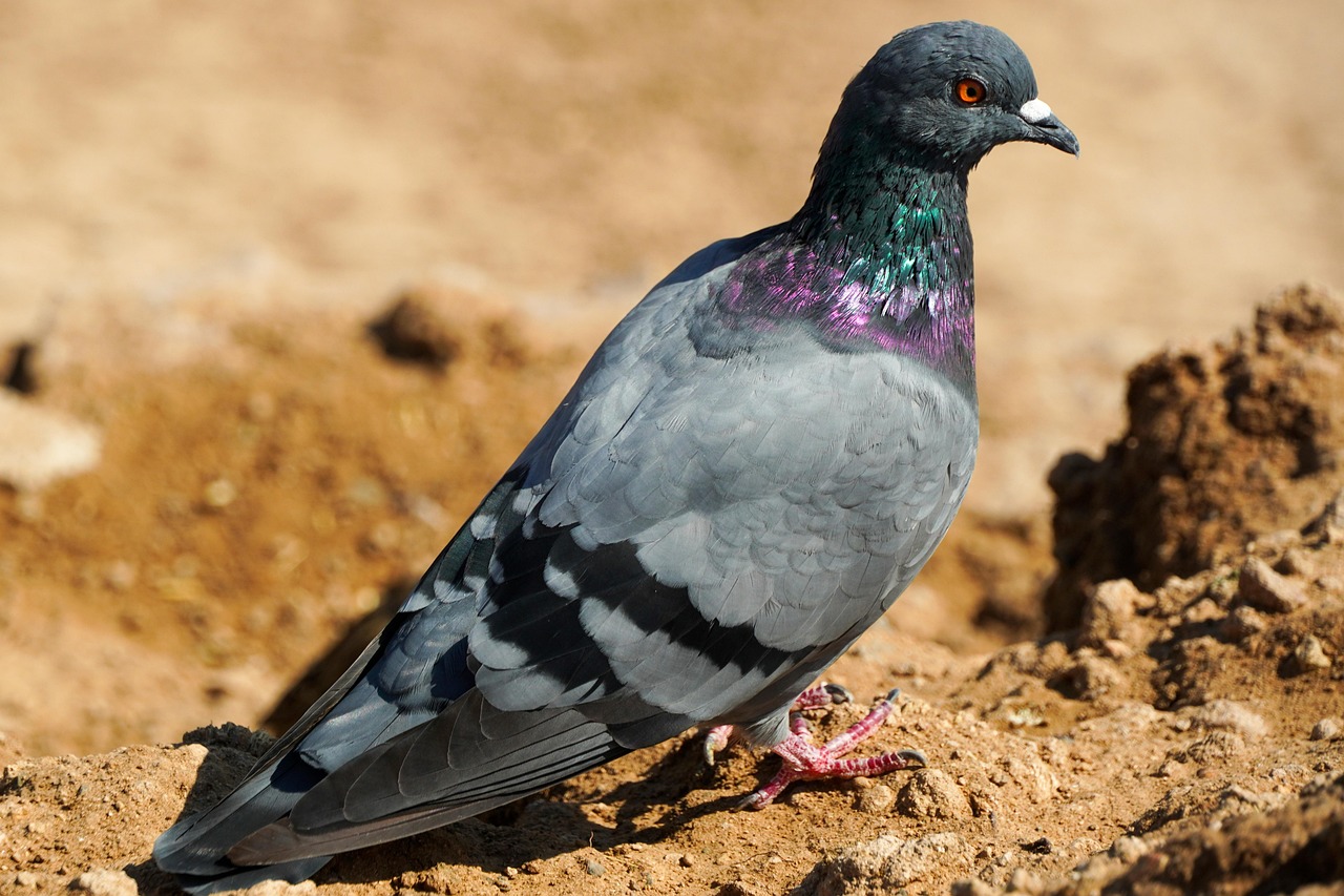 How to Write a Pigeon Sale Ad That Attracts Buyers Fast