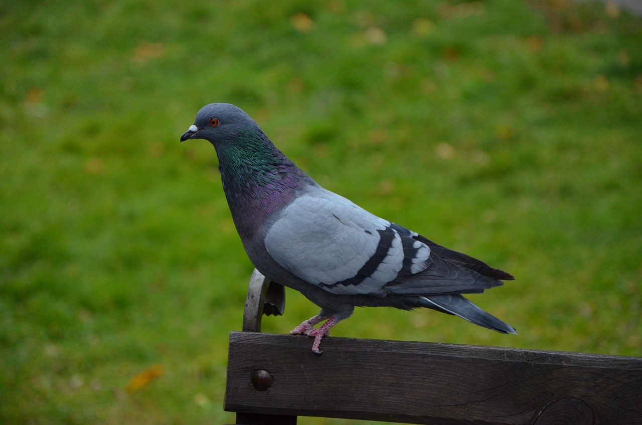 Mastering Pigeon Photography for Show Presentation Success