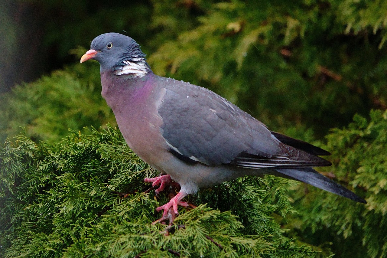 How to Write a Pigeon Sale Ad That Attracts Buyers Fast