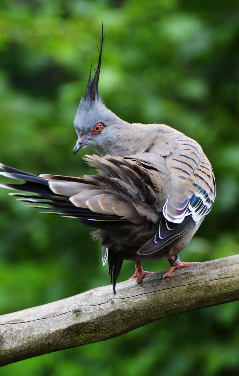 Showcasing Rare Pigeon Breeds: Essential Display Equipment