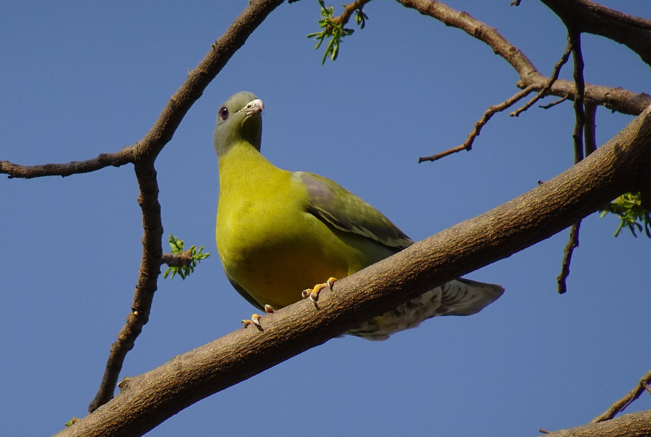 The High-Demand King Pigeon: Traits Driving Gulf Market Success