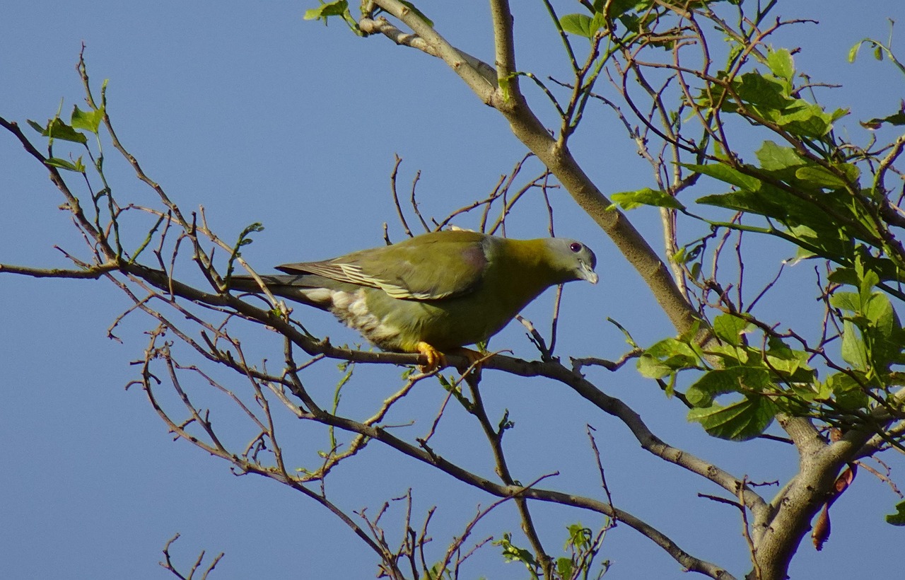 Boost Pigeon Fitness Fast: The Ultimate Weekly Race Supplements Schedule