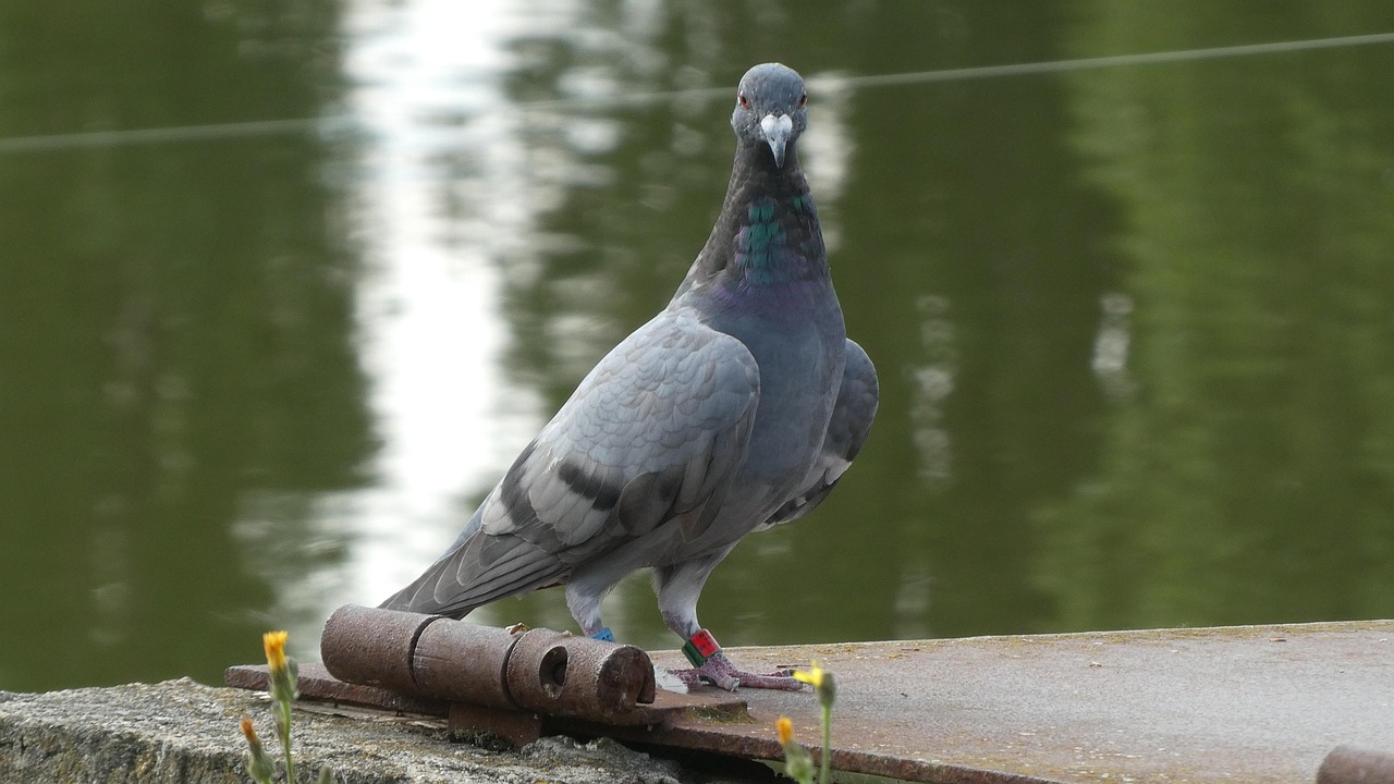 The Ultimate Weekly Preventive Health Program for Pigeons