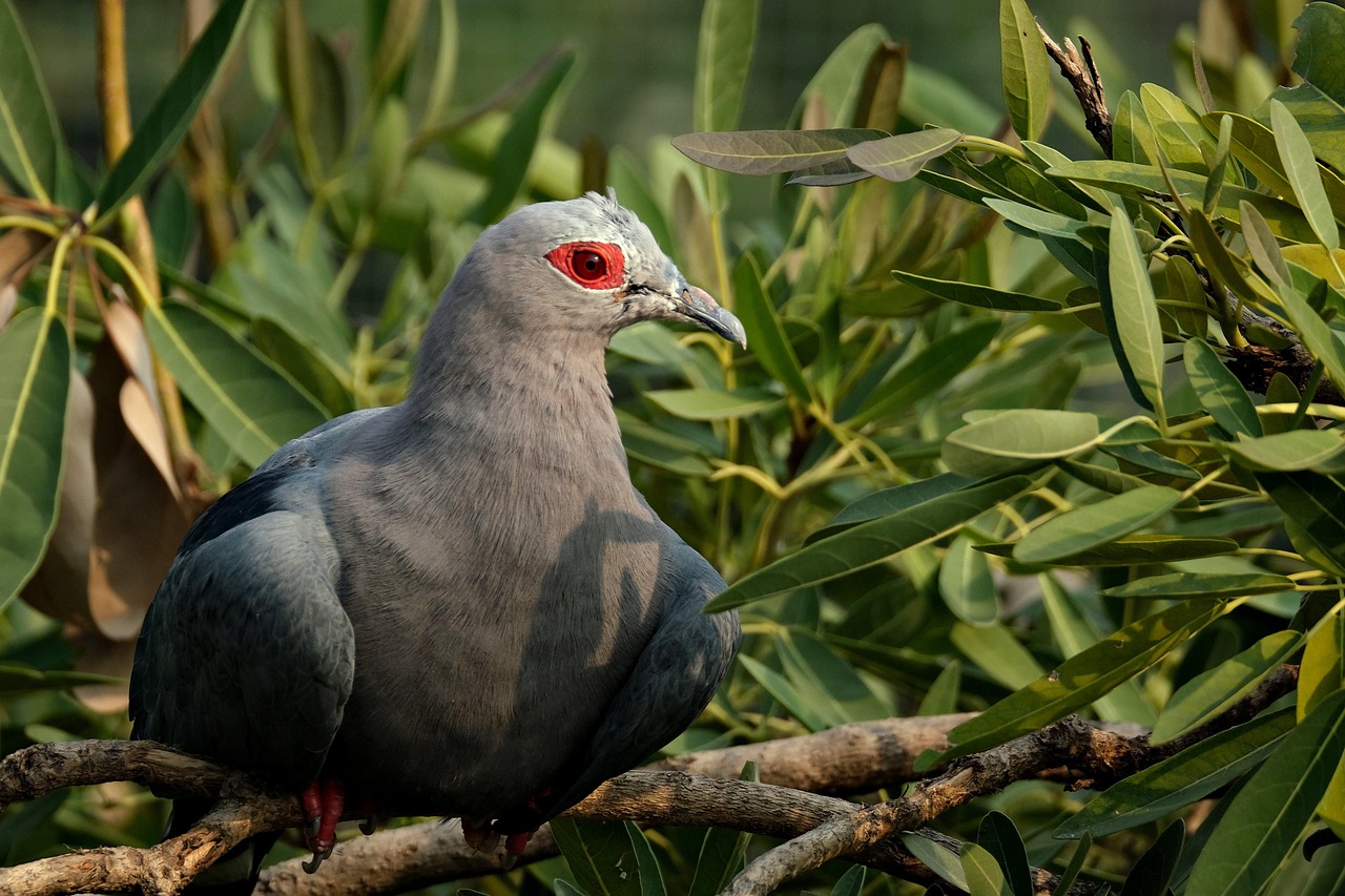 Mastering Fancy Pigeon Breeding: Best Pairing Methods for Purity