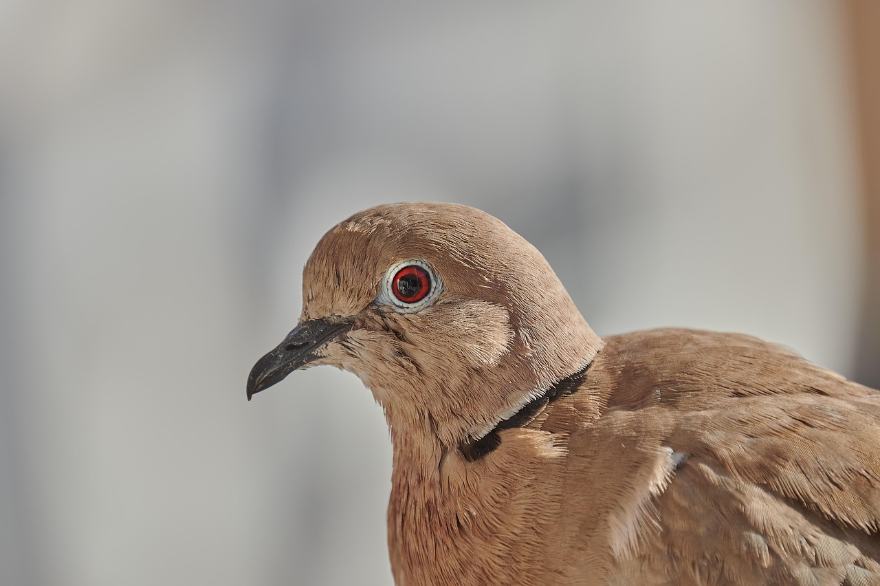Doubling Fancy Pigeon Value: Shoulder & Frontal Genetics