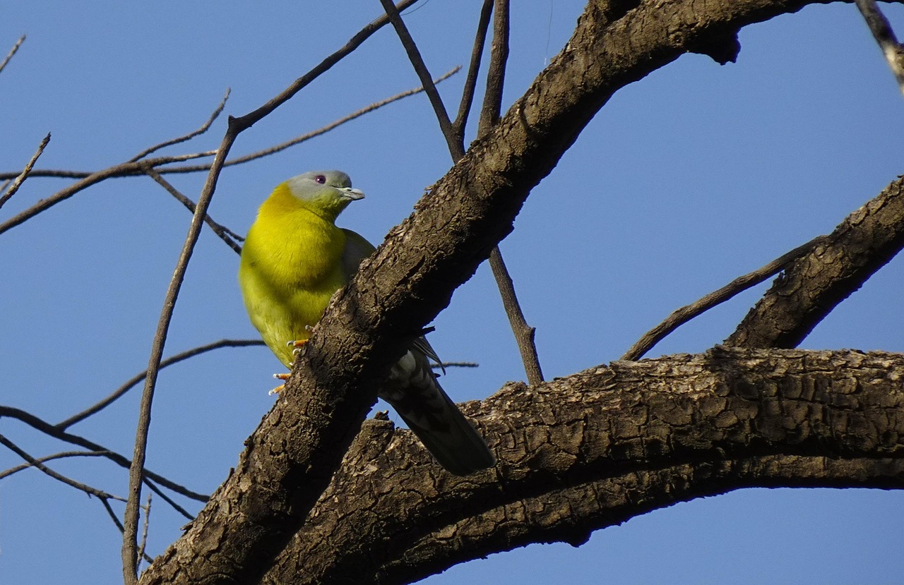 Old German Owl Standards: A Detailed Guide with Arab Market Examples