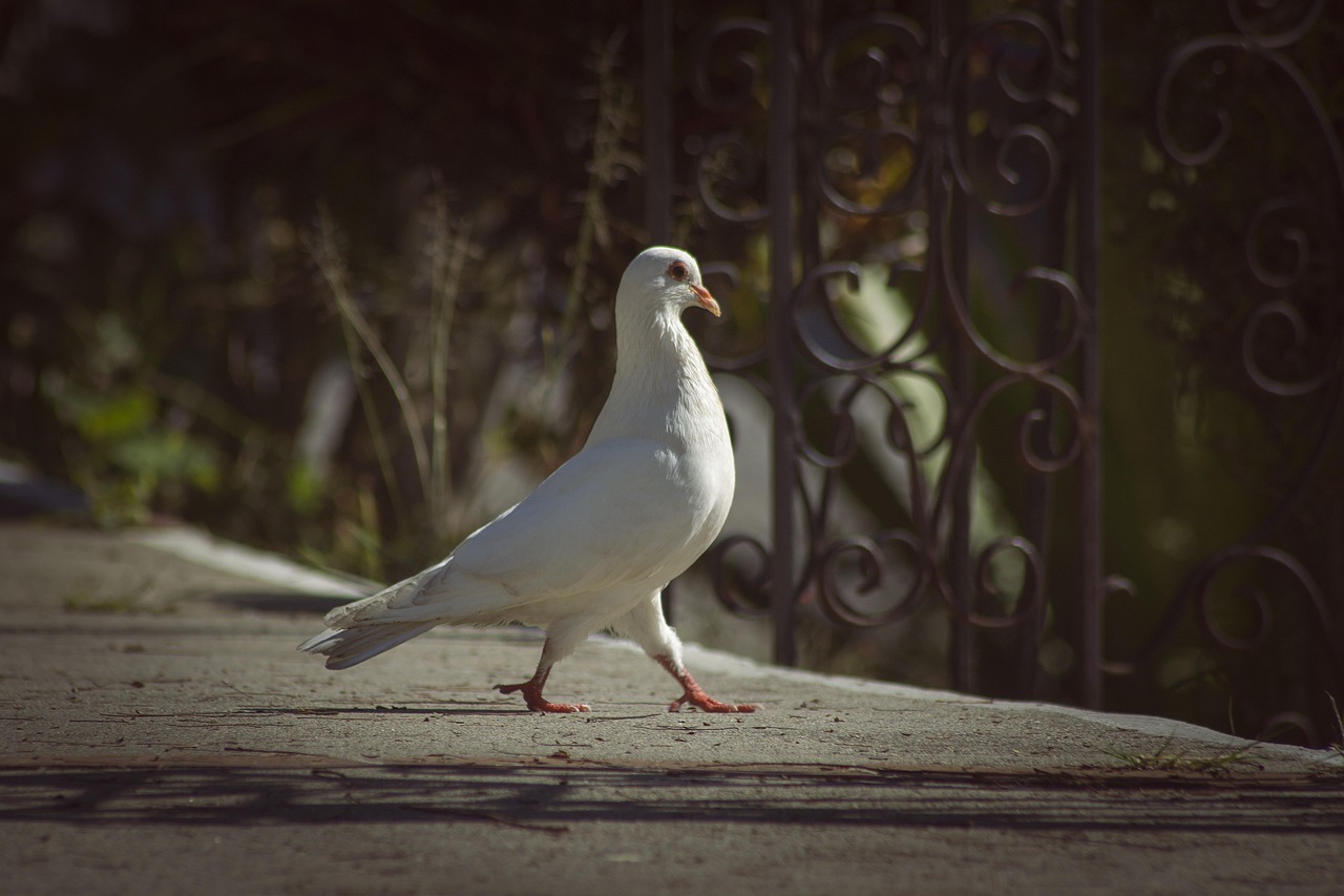 Master Pigeon Photography to Boost Your Show Presentation Value