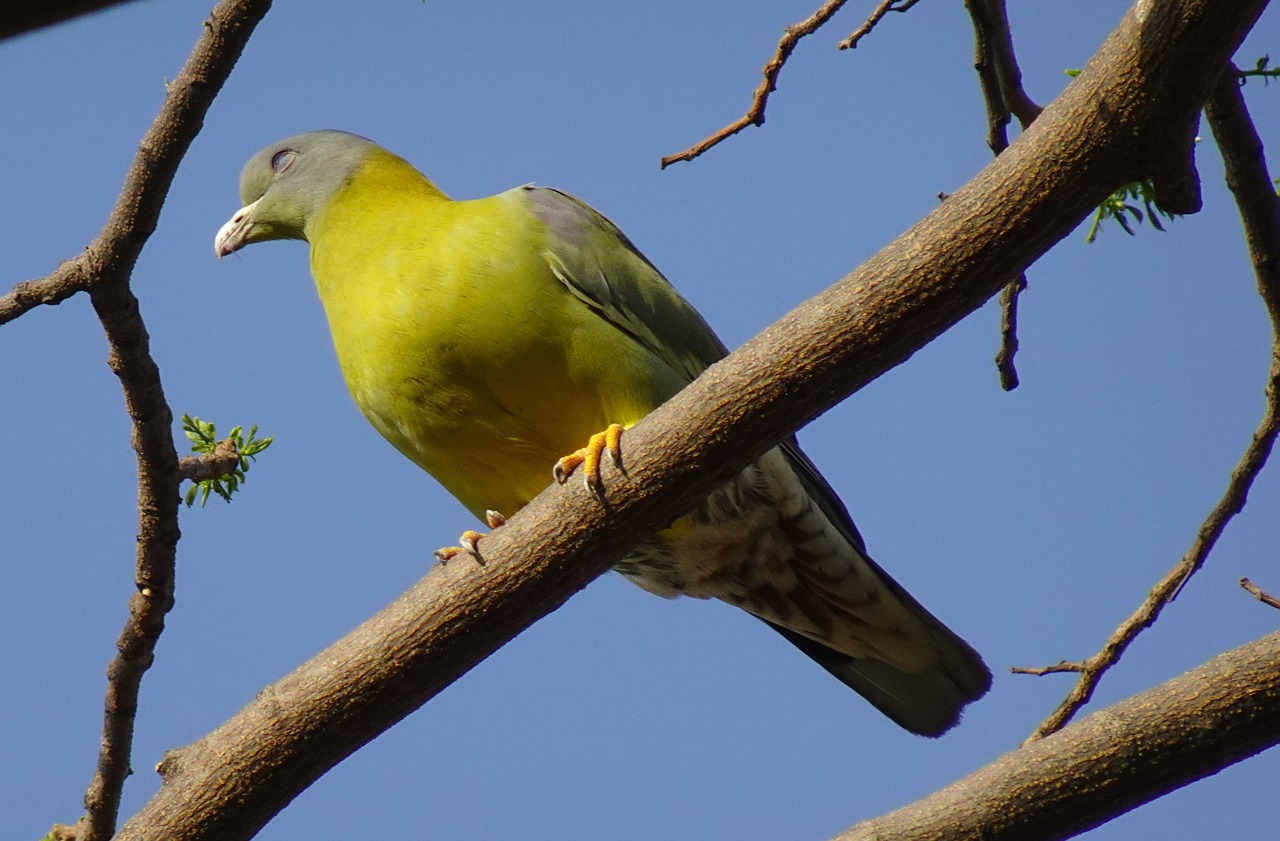 Complete 100km Training Grid for Racing Pigeon Season Success