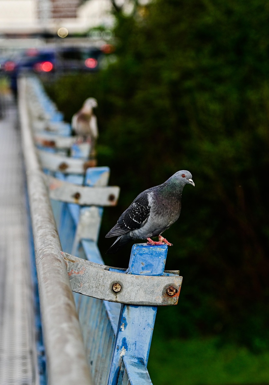 Showcasing Rare Pigeon Beauty with Expert Equipment