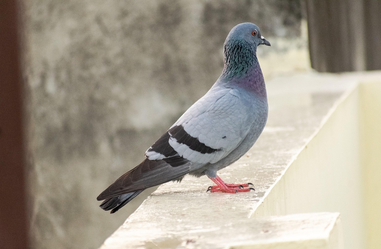 How to Write a Pigeon Sale Ad That Attracts Buyers Fast
