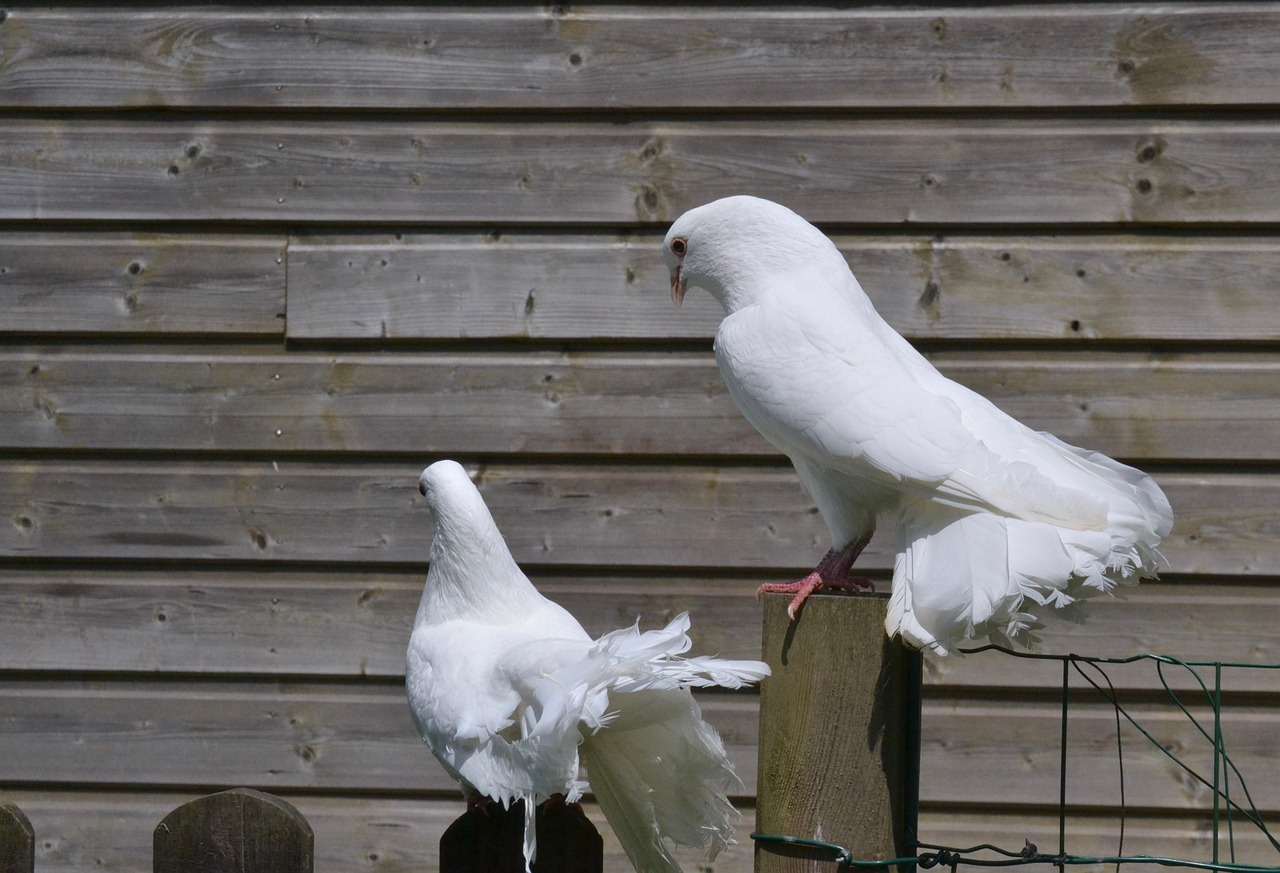 How GPS Data Analytics is Revolutionizing Pigeon Race Performance