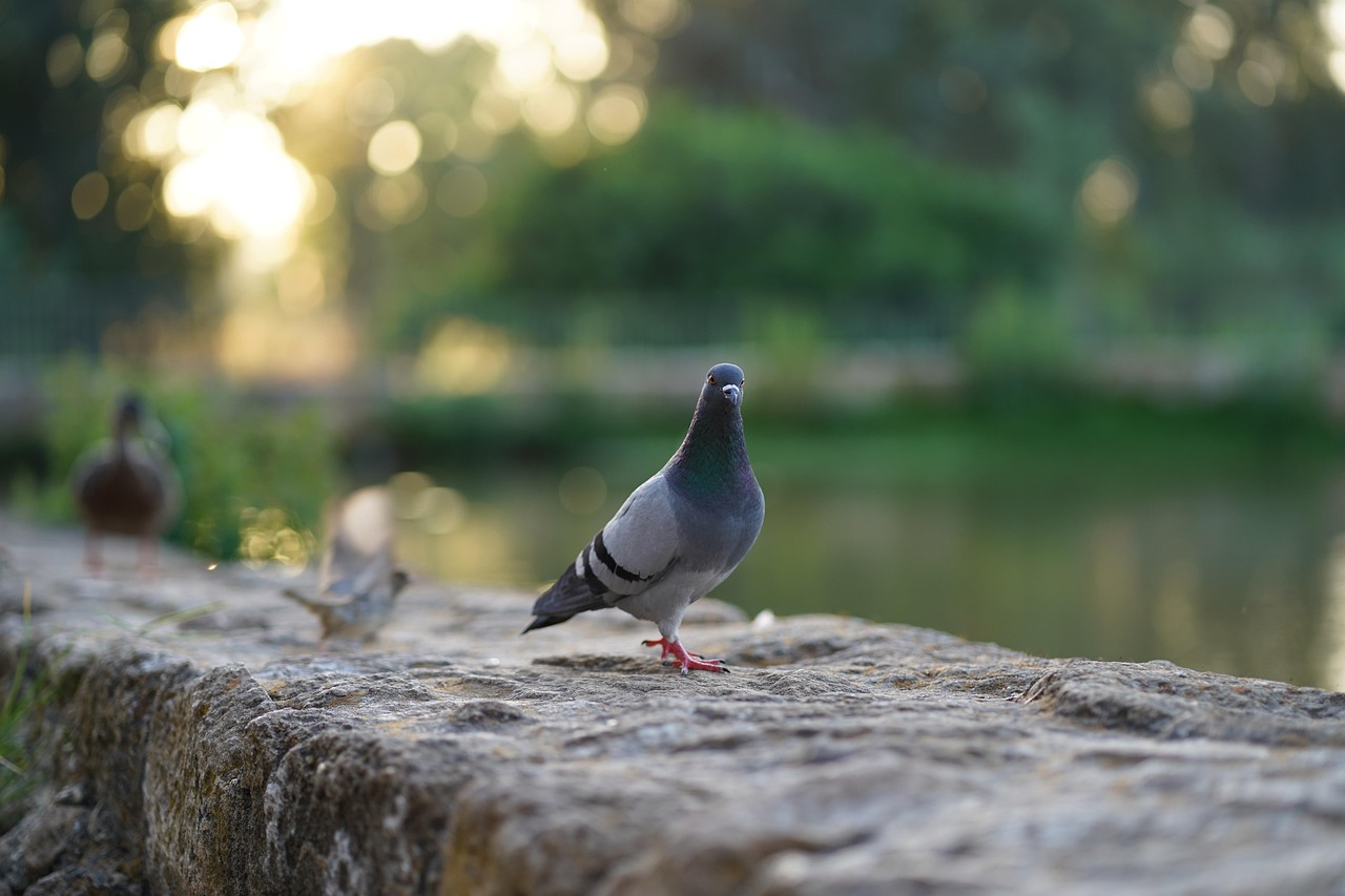 Protect Your Genetic Assets: A Guide to GPS for Pigeon Safety