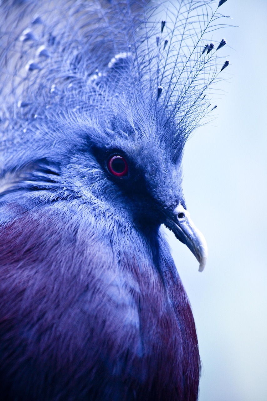 Mastering Racing Pigeon Pricing with Genetic Value Analysis