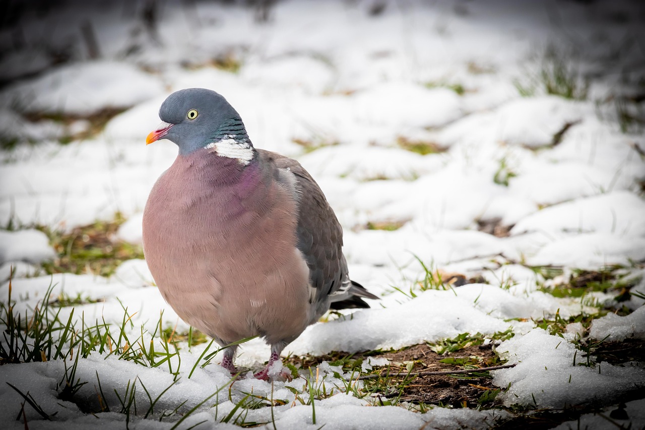 Mastering Racing Pigeon Pricing with Genetic Value Analysis