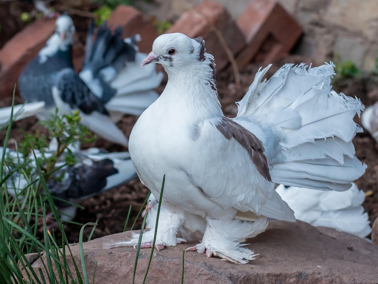 Mastering Distance Training Pigeons: A 100km Race Preparation Grid