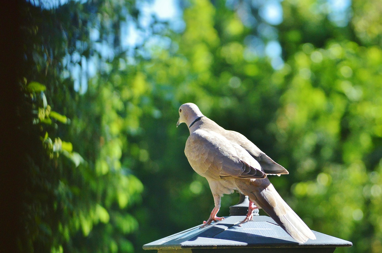 How to Write a Pigeon Sale Ad That Attracts Buyers Fast