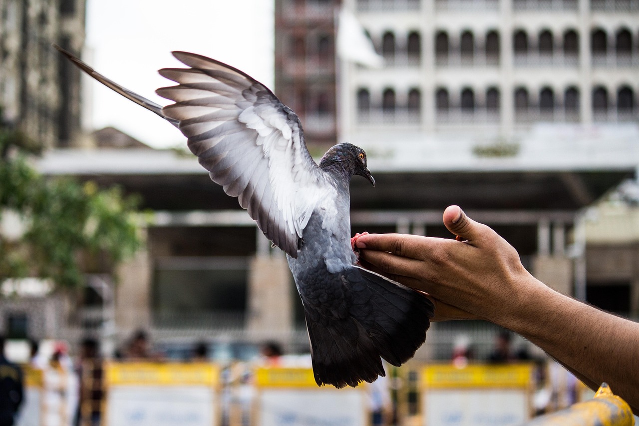 How GPS Data Analytics is Revolutionizing Pigeon Racing Performance