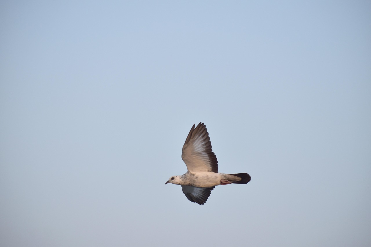 Mastering Fancy Pigeon Breeding with Global NPA Standards