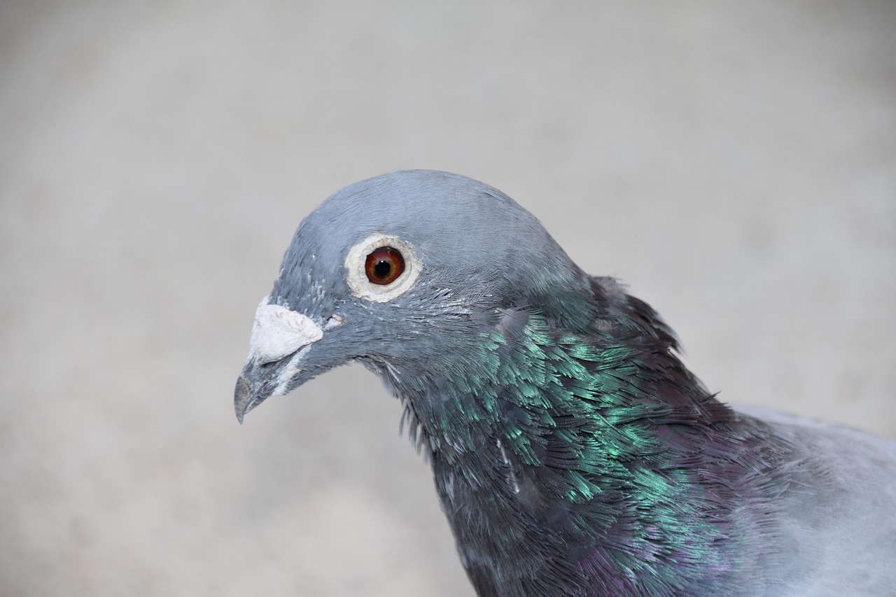 Revolutionizing Pigeon Racing: The Power of OLR Management Software