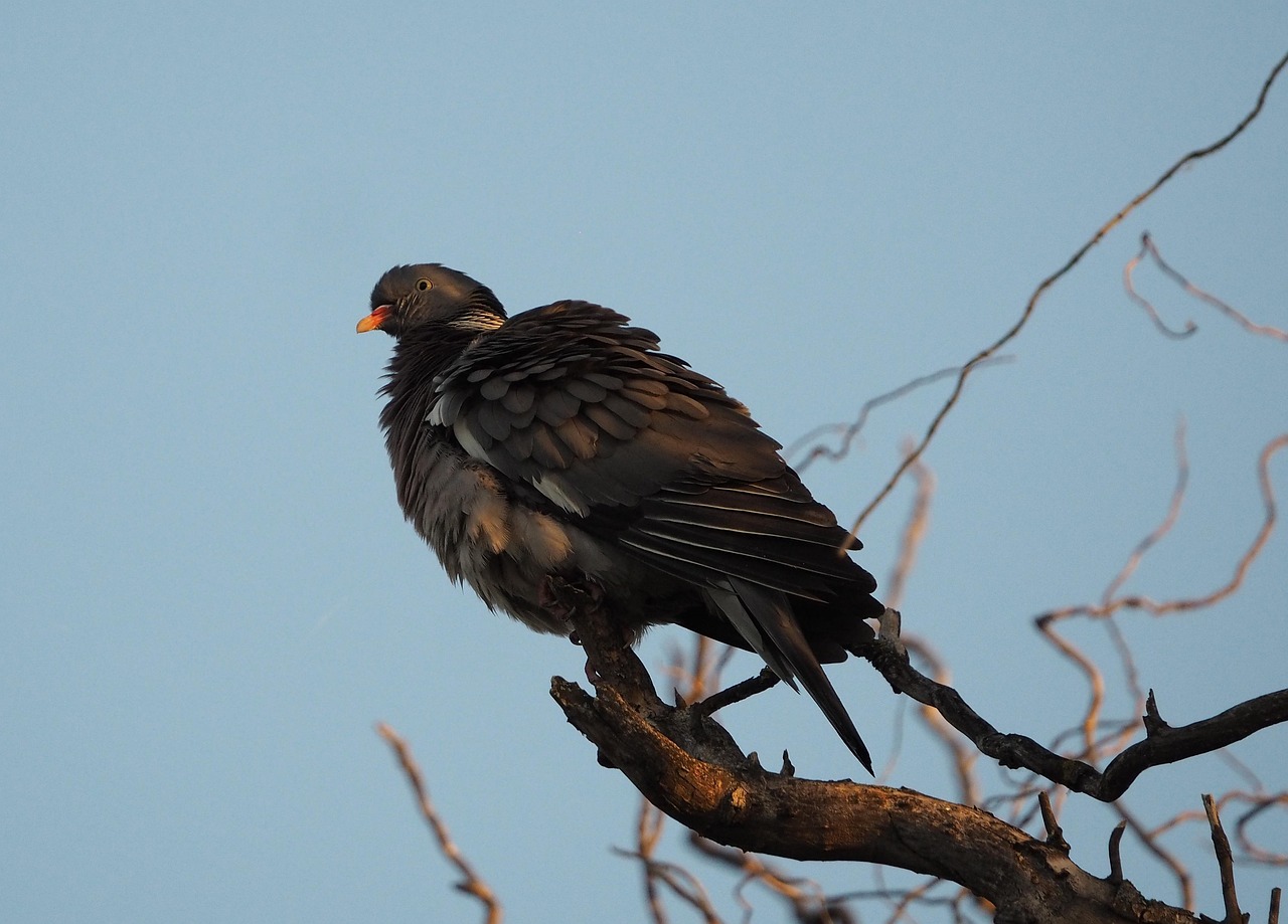Mastering Pigeon Photography for Show Presentation Success