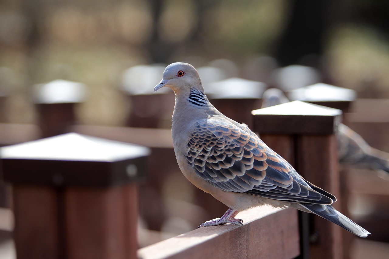 Mastering Racing Pigeon Pricing with Genetic Value Analysis