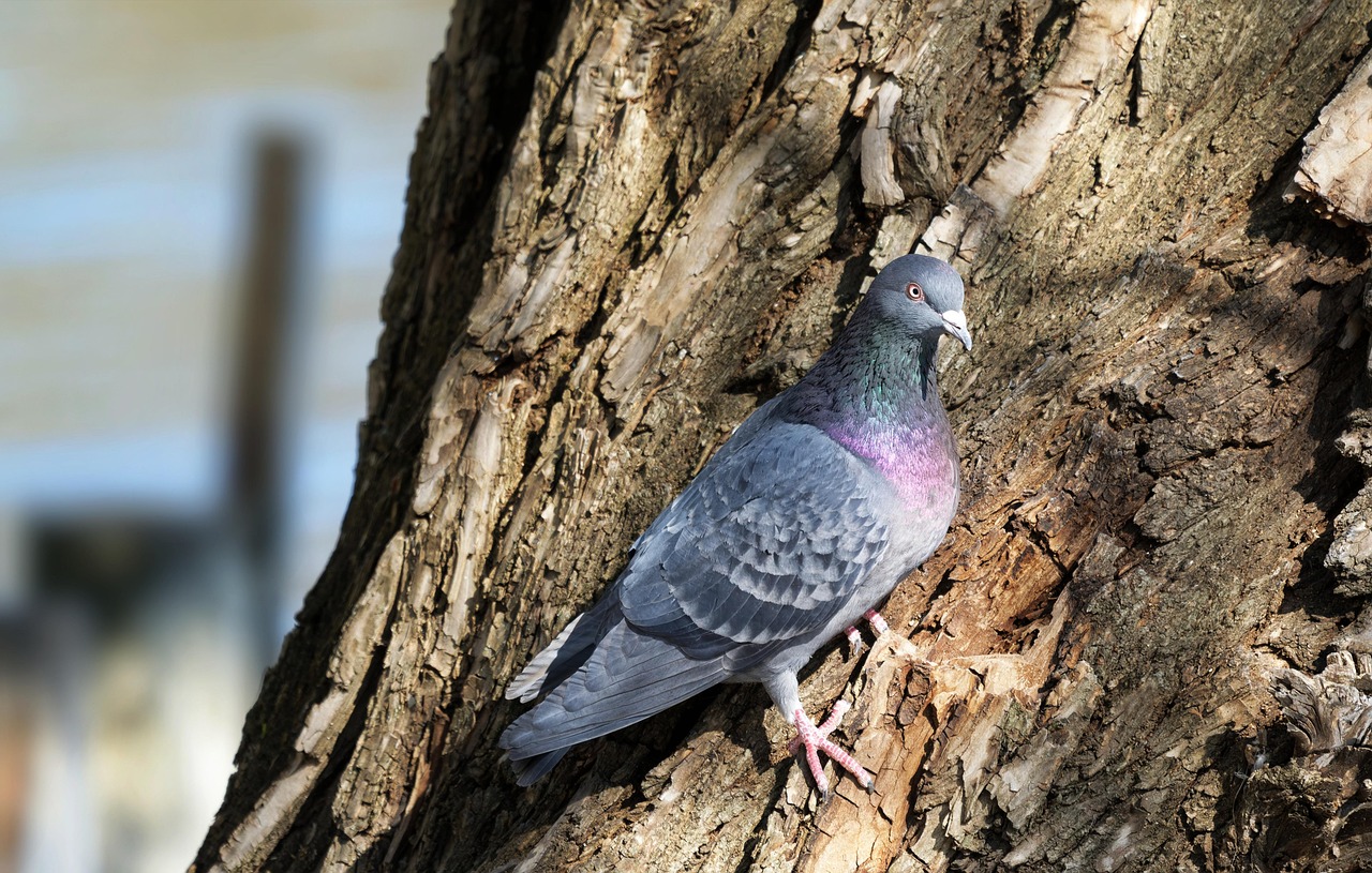 Technical Analysis of GPS Devices in High-Value Pigeon Racing