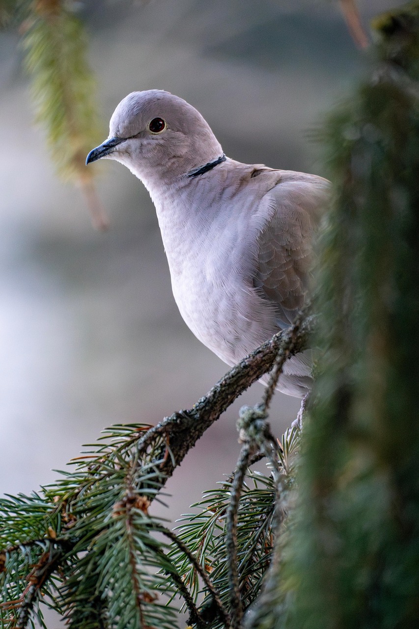 Kashki Pigeons: Aesthetic Analysis and Selection Criteria
