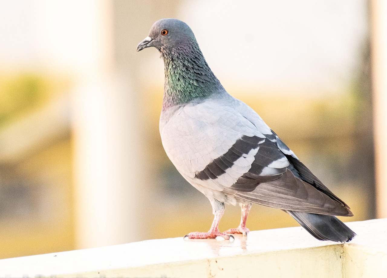 Ultimate Weekly Preventive Health Program for Pigeons