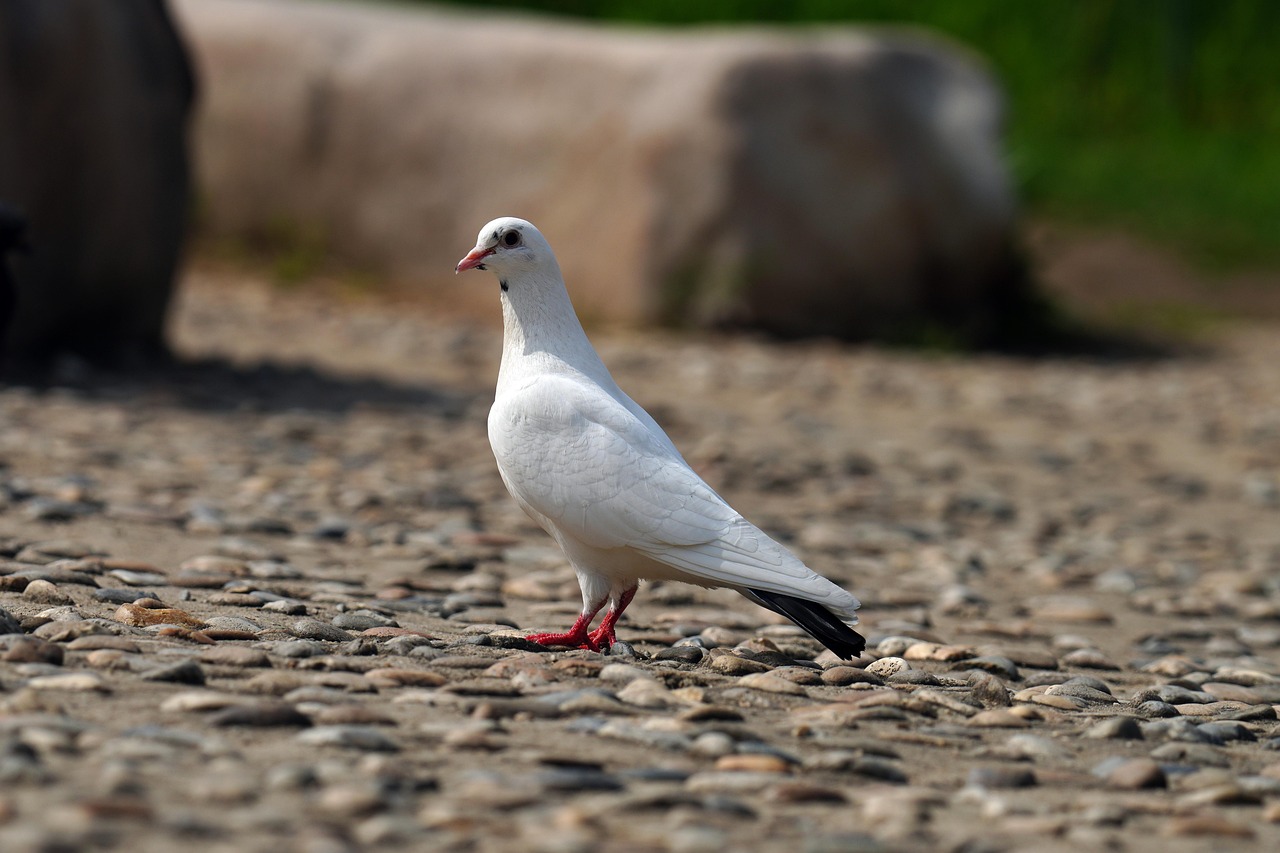 How GPS Data Analytics is Revolutionizing Pigeon Race Performance