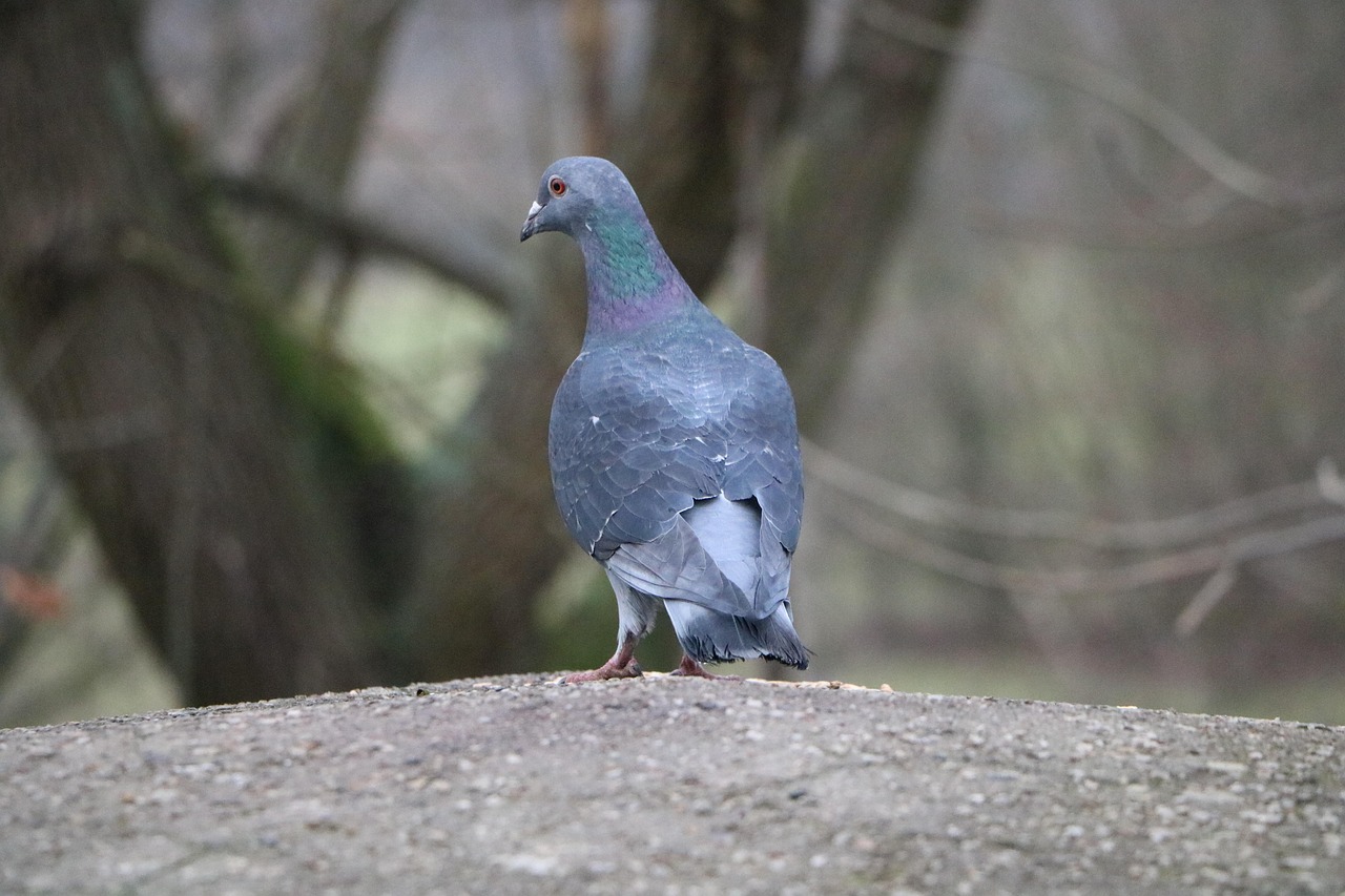 Mastering Race Pigeon Nutrition with Röhnfried's European Program