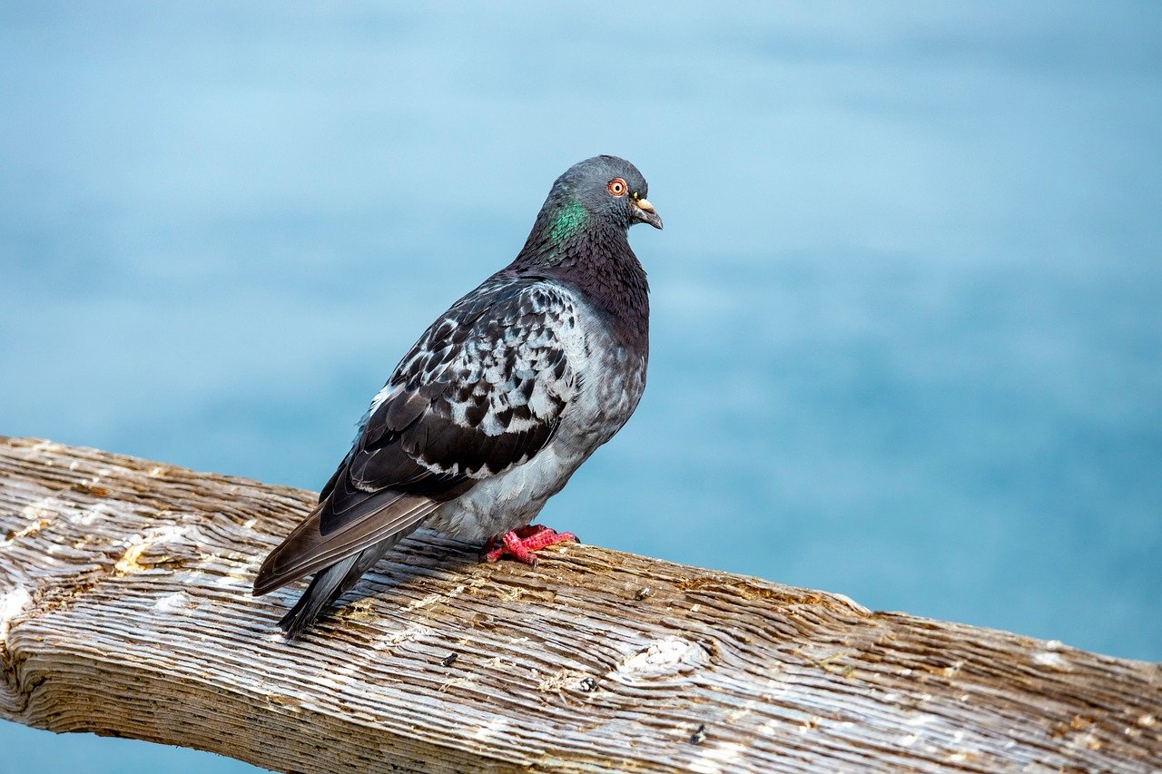 The Ultimate Protocol for Preventing Common Pigeon Diseases