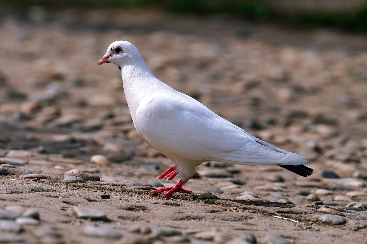 King Pigeon Traits: High Demand in the Gulf Market