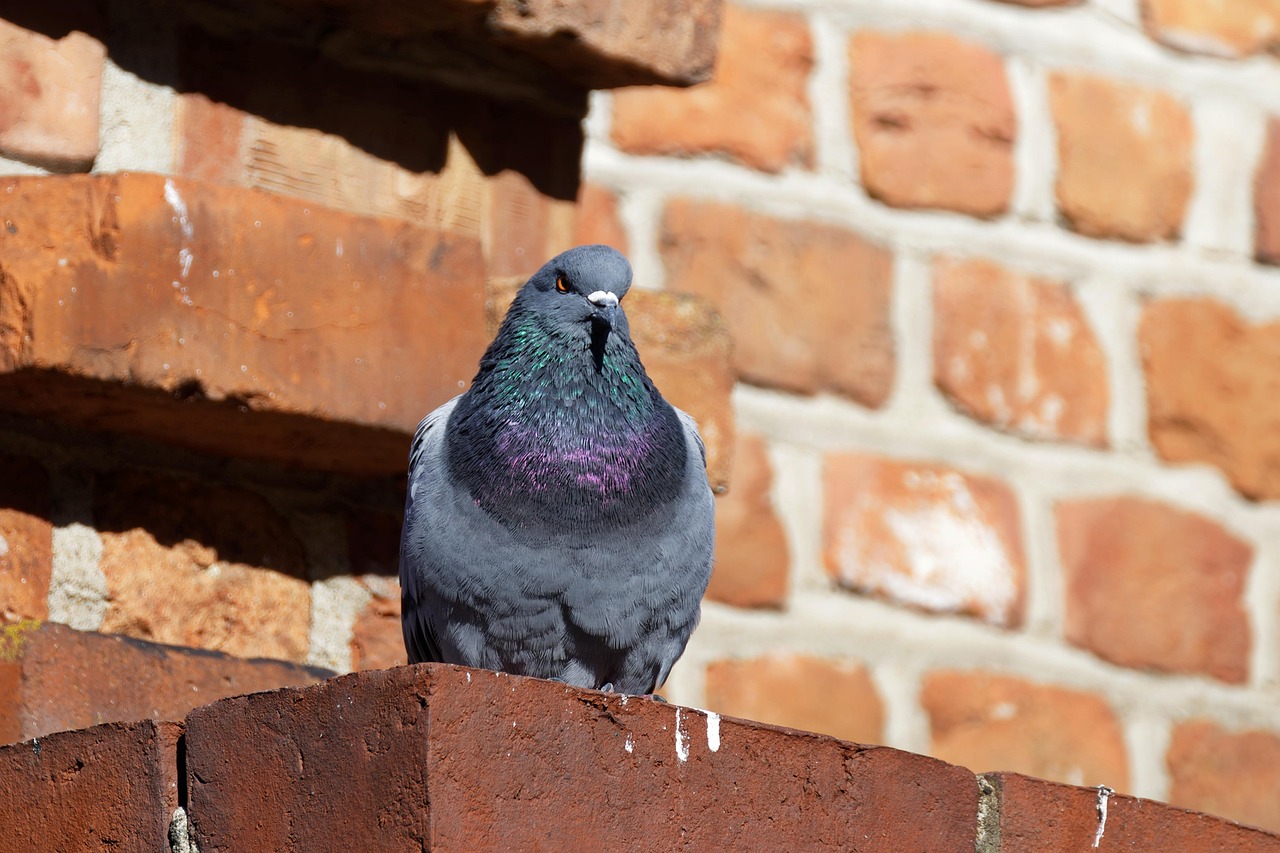 Unlocking Peak Performance: The Röhnfried European Nutrition Program for Racing Pigeons