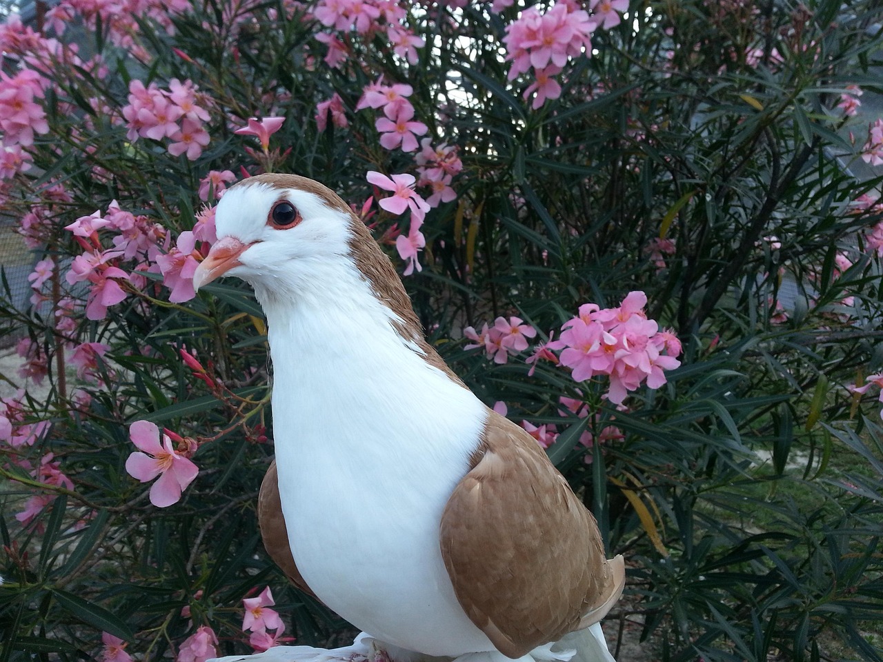 The Ultimate Protocol for Preventing Common Pigeon Diseases