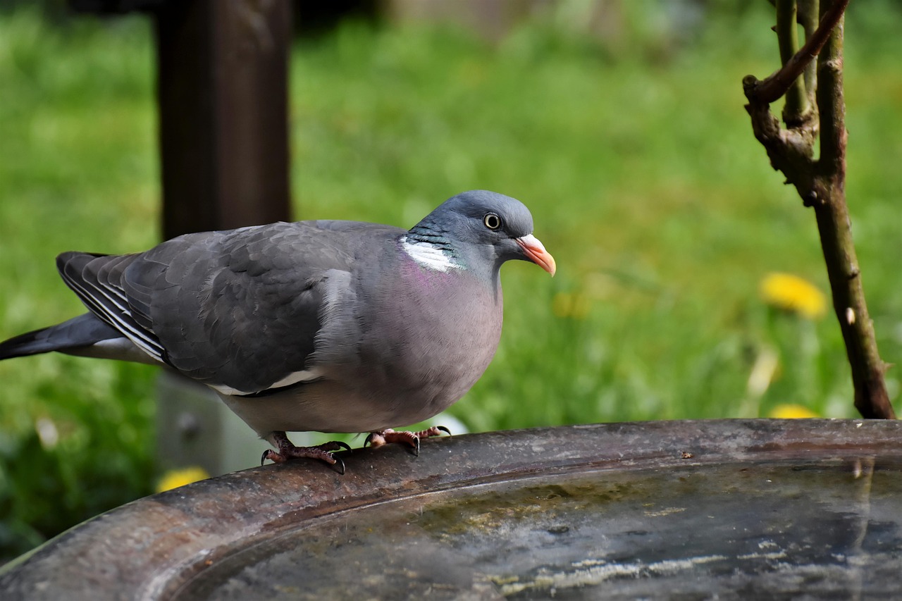 Technical Analysis of GPS Devices in High-Value Pigeon Racing