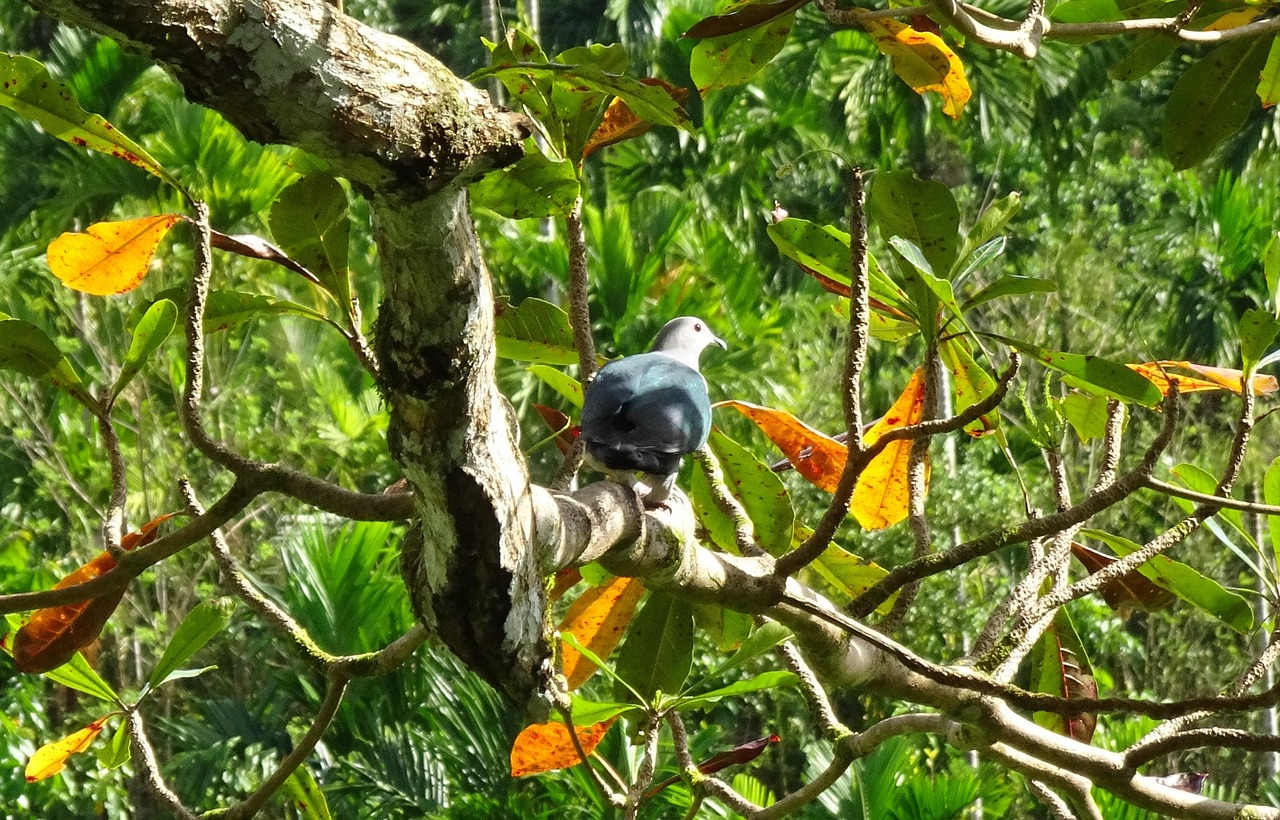 How L-Carnitine Boosts Pigeon Endurance: A Scientific Analysis