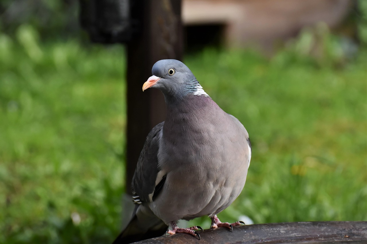 The High-Demand King Pigeon: A Guide for Gulf Enthusiasts