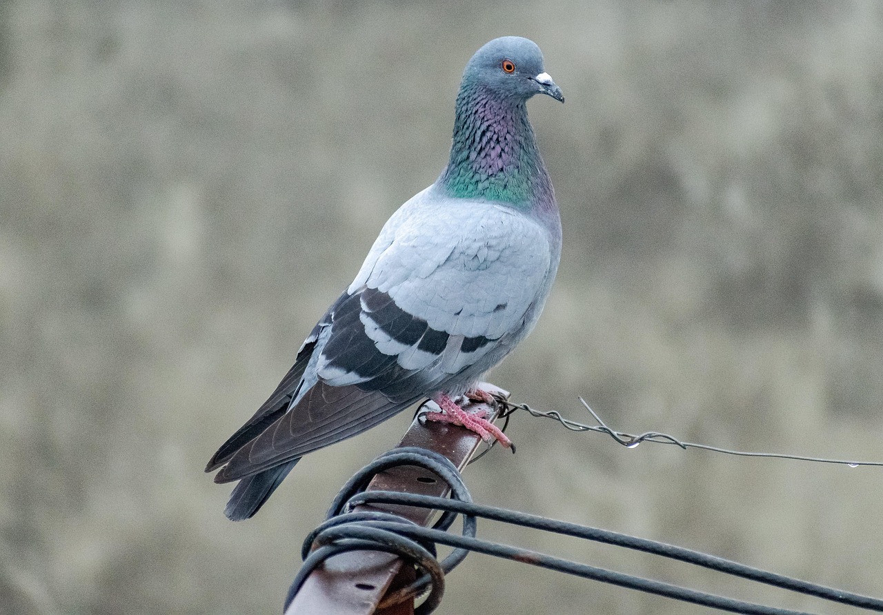 Protect Your Genetic Assets: GPS and Insurance for Racing Pigeons