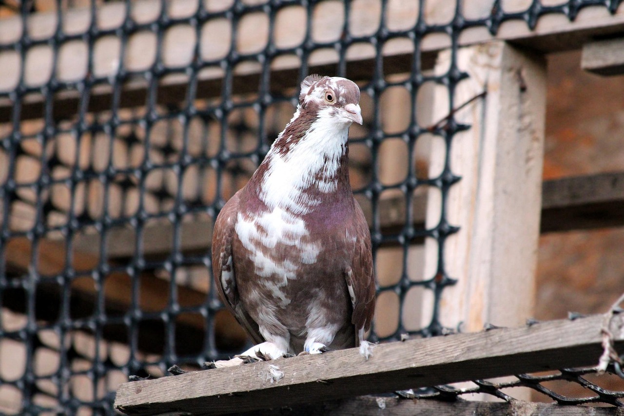 Kashki Pigeons: Aesthetic Analysis and Selection Guide