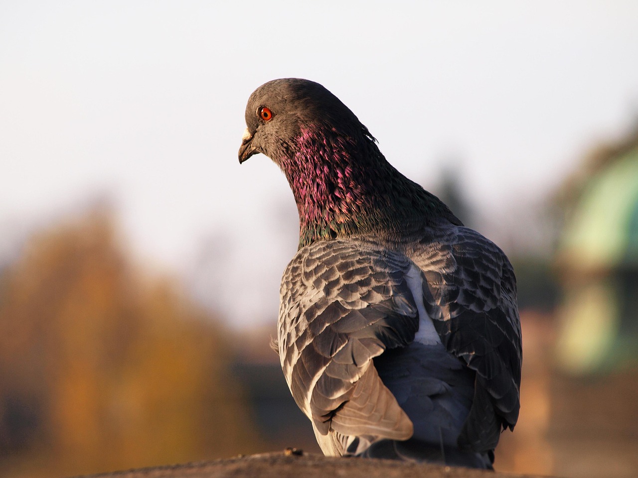 Mastering Fancy Pigeon Breeding with NPA Standards