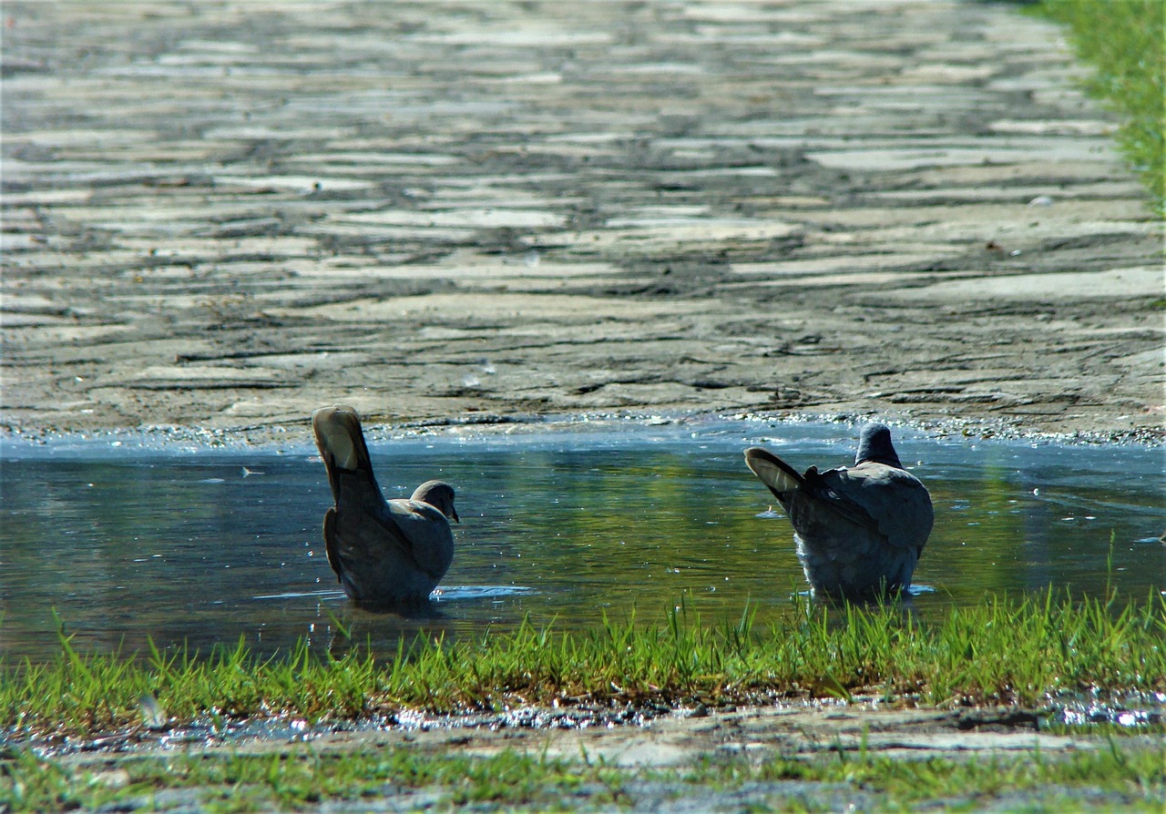 How L-Carnitine Boosts Pigeon Endurance: A Scientific Analysis