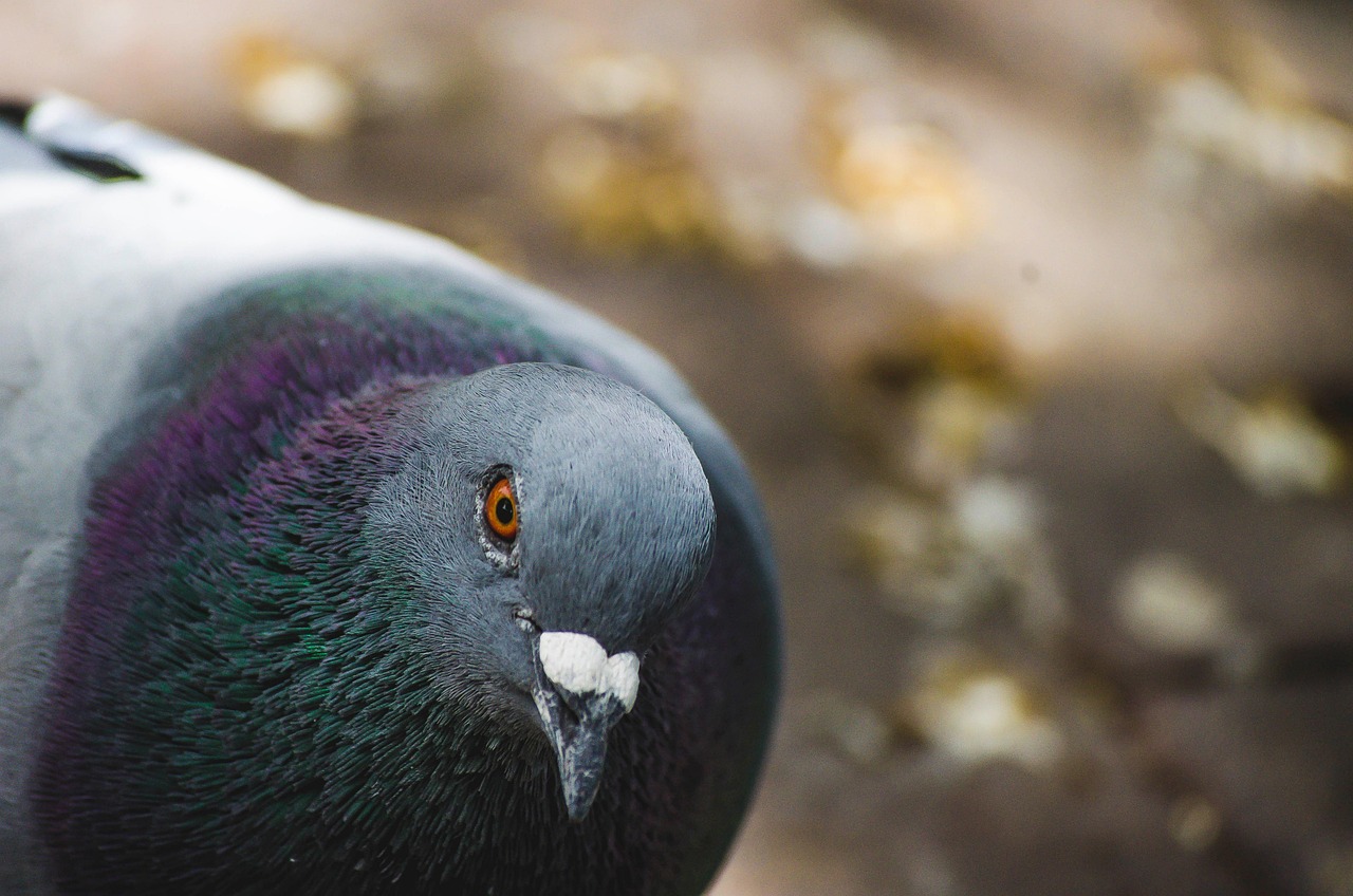 Showcasing Rare Pigeons: Essential Display and Photography Gear