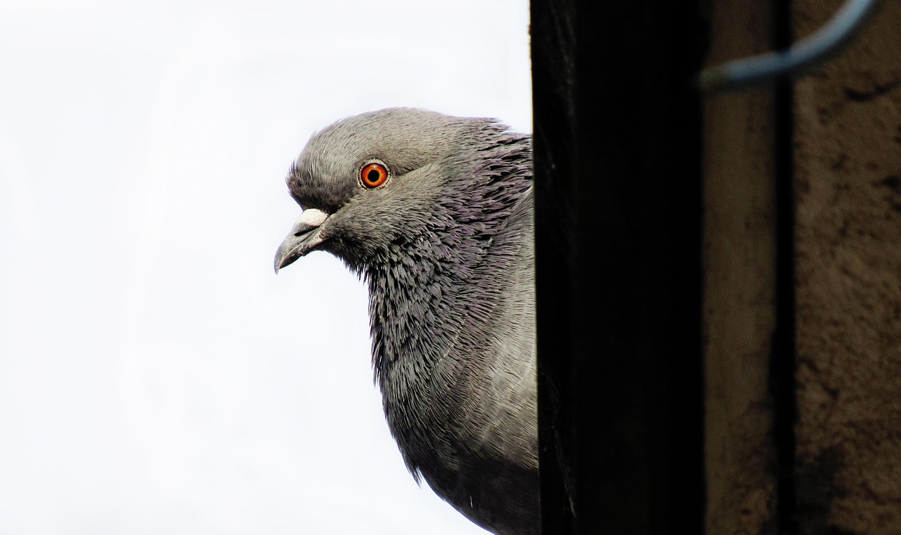 Ultimate Weekly Race Supplements Schedule for Pigeon Fitness