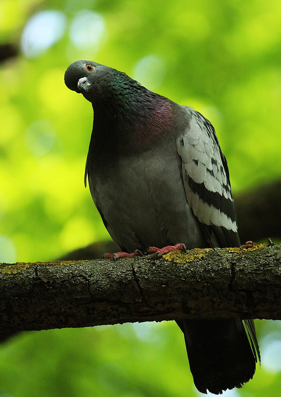 The Majestic Syrian Pigeon: A Complete Guide to Colors, Traits, and Prices